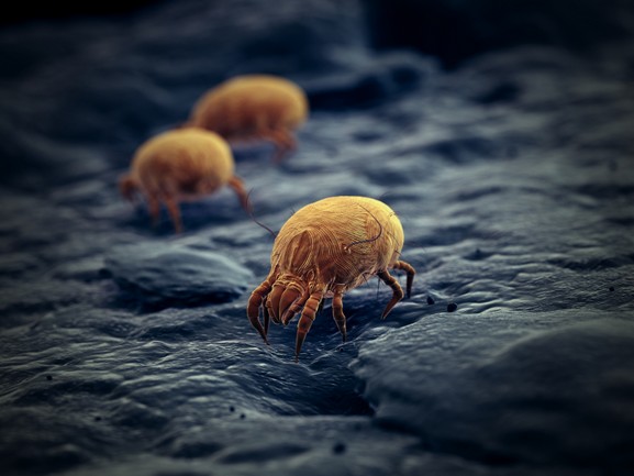 3d,Rendered,Illustration,Of,A,House,Dust,Mite